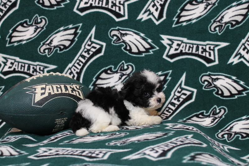 puppy, for, sale, Maltipoo, Matthew B. Stoltzfus, dog, breeder, Gap, PA, dog-breeder, puppy-for-sale, forsale, nearby, find, puppyfind, locator, puppylocator, aca